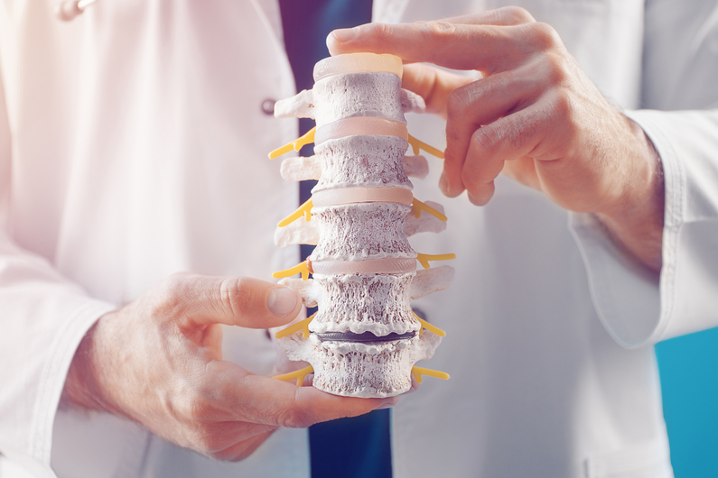 Chiropractor holding detailed spine model to explain spinal health