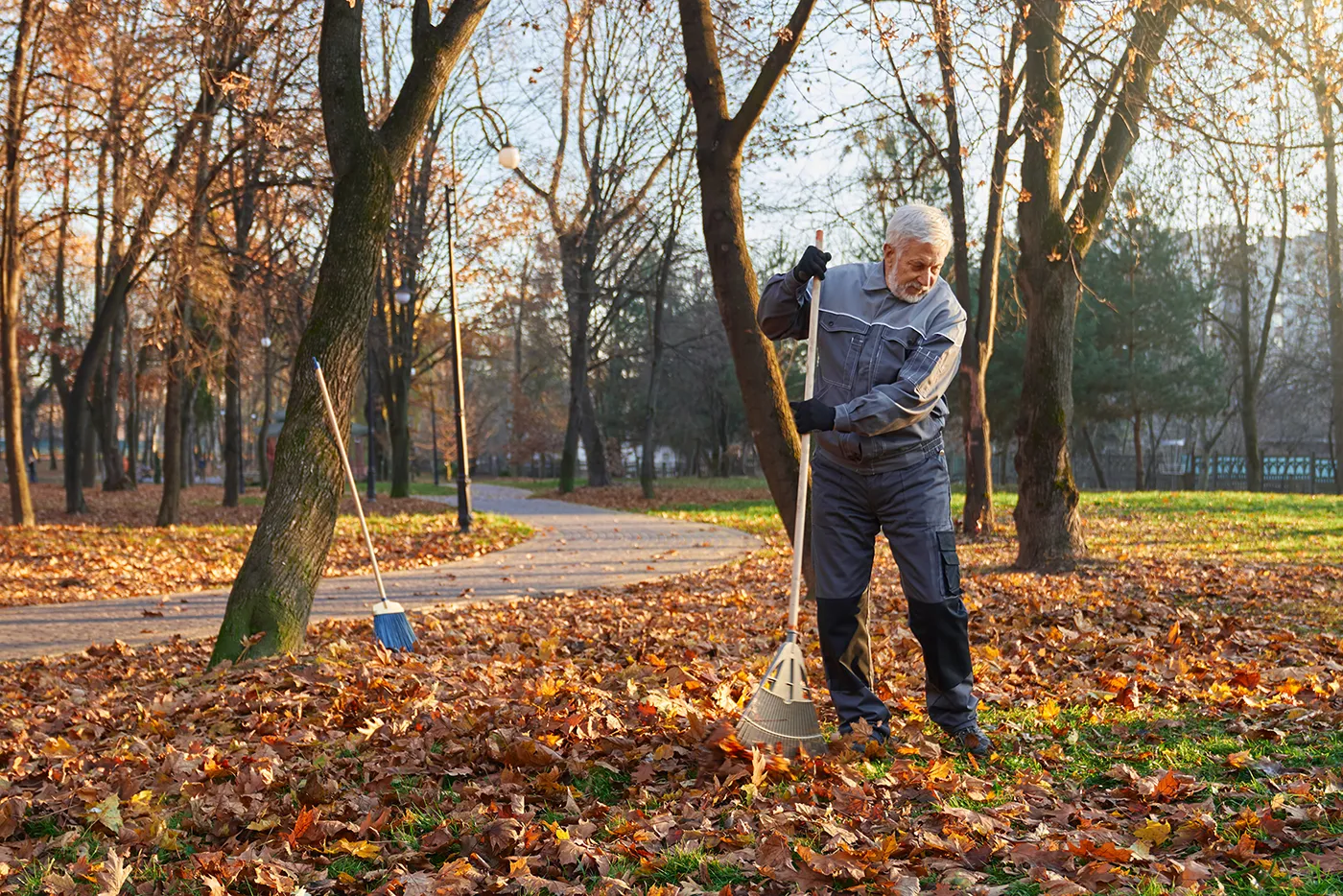 Senior man raking autumn leaves in the park – seasonal strain injuries prevention.