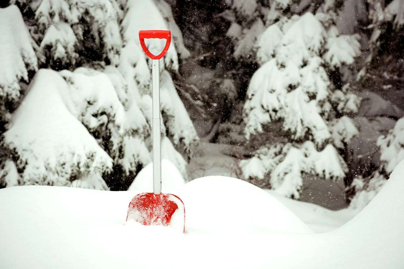 Red snow shovel standing in deep snow for snow shovelling safety by Blair Chiropractic & Massage Therapy